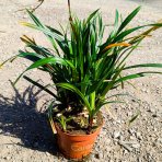 Ostrica japonská (Carex morrowii) ‘IRISH GREEN’ - kont. P11